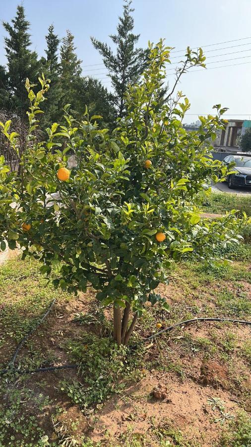 Villa Maxima Lavrio Thorikon Ngoại thất bức ảnh